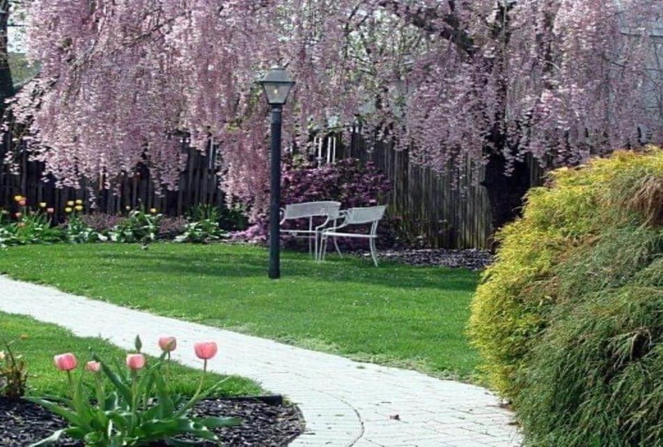 Brick pathway through garden area with tulips and willow tree covered in pink blooms